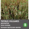 Intratuin Thymian Winter (Thymus vulgaris) Samen