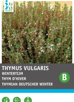 Intratuin Thymian Winter (Thymus vulgaris) Samen