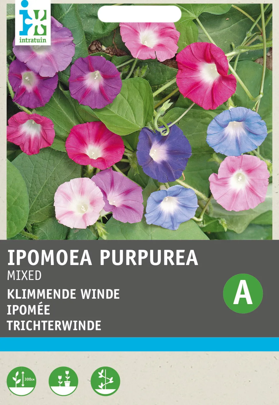 Intratuin Trichterwinde (Ipomoea purpurea) Blumensamen-Mischung
