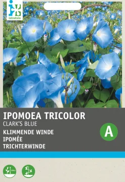 Intratuin Trichterwinde (Ipomoea tricolor 'Clark's Blue') Blumensamen