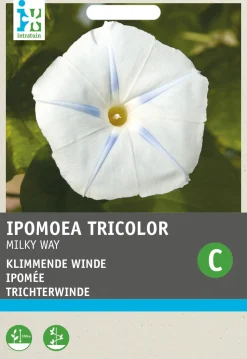 Intratuin Trichterwinde weiß (Ipomoea tricolor 'Milky Way') Blumensamen