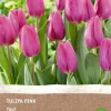 Intratuin Tulpe (Tulipa) (BIO) Blumenzwiebeln rosa 6 St.