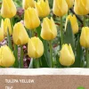 Intratuin Tulpe (Tulipa) (BIO) Blumenzwiebeln gelb 6 St.
