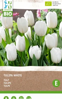 Intratuin Tulpe (Tulipa) (BIO) Blumenzwiebeln weiß 6 St.