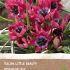 Intratuin Tulpe (Tulipa 'Little Beauty') (BIO) Blumenzwiebeln 6 St.