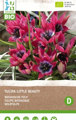 Intratuin Tulpe (Tulipa 'Little Beauty') (BIO) Blumenzwiebeln 6 St.