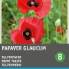 Intratuin Tulpenmohn rot mit Fleck (Papaver glaucum) Blumensamen