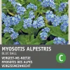Intratuin Vergissmeinnicht (Myosotis alpestris 'Blue ball') Blumensamen
