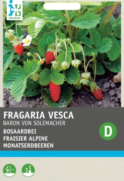 Intratuin Walderdbeere (Fragaria vesca 'Baron von Solemacher') Samen