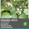 Intratuin Walderdbeere weiß (Fragaria vesca 'Yellow Cream') Samen