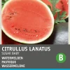 Intratuin Wassermelone (Citrullus lanatus 'Sugar Baby') Samen