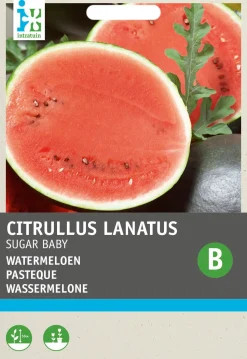 Intratuin Wassermelone (Citrullus lanatus 'Sugar Baby') Samen