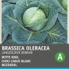 Intratuin Weißkohl (Brassica oleracea 'Langedijker Dauer') Samen