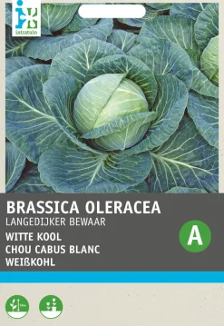 Intratuin Weißkohl (Brassica oleracea 'Langedijker Dauer') Samen