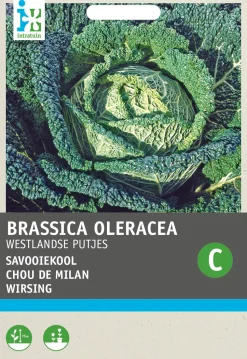 Intratuin Wirsing (Brassica oleracea 'Brüsseler Winter') Samen