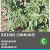 Intratuin Wunderbaum (Ricinus communis) Blumensamen