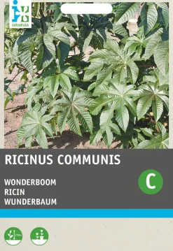 Intratuin Wunderbaum (Ricinus communis) Blumensamen