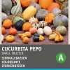 Intratuin Zierkürbis klein (Cucurbita pepo) Samen-Mischung