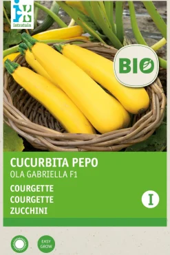 Intratuin Zucchine gelb (Cucurbita pepo 'Ola Gabriella') (BIO) Samen