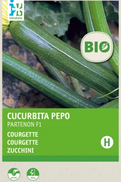 Intratuin Zucchini (Curcurbita pepo 'Partenon F1') (BIO) Samen