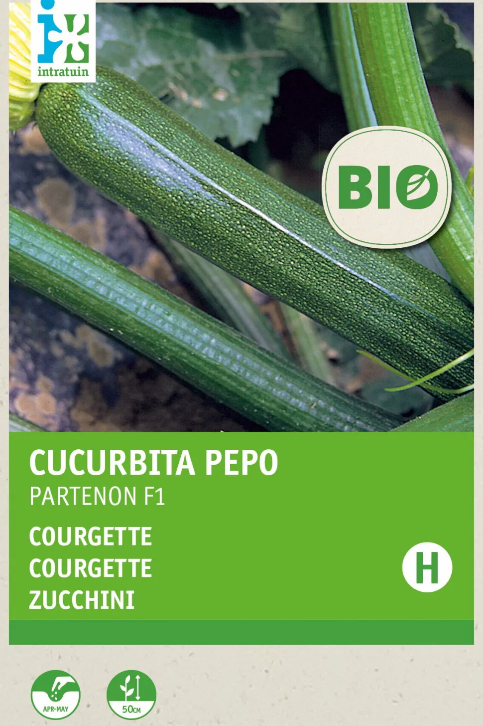 Intratuin Zucchini (Curcurbita pepo 'Partenon F1') (BIO) Samen
