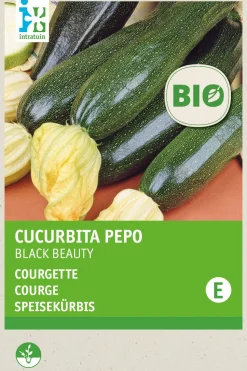 Intratuin Zucchini (Curcurbita pepo 'Black Beauty') (BIO) Samen