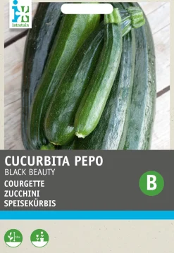 Intratuin Zucchini dunkelgrün (Cucurbita Pepo 'Black Beauty') Samen