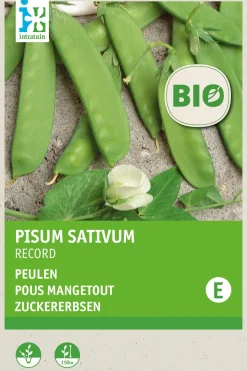 Intratuin Zuckererbse (Pisum sativum 'Record') (BIO) Samen