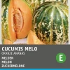 Intratuin Zuckermelone (Cucumis melo 'Oranje Ananas') Samen