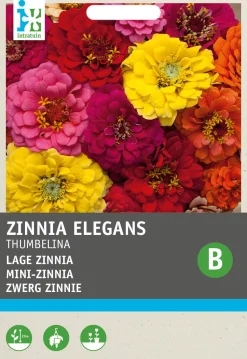 Intratuin Zwerg-Zinnie (Zinnia elegans 'Thumbelina') Blumensamen-Mischung