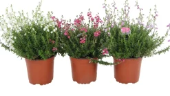 Irische Heide (Daboecia cantabrica) D 12 H 15 cm