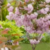 Japanische Blütenkirsche (Prunus serrulata 'Kanzan') D 30 H 200 cm