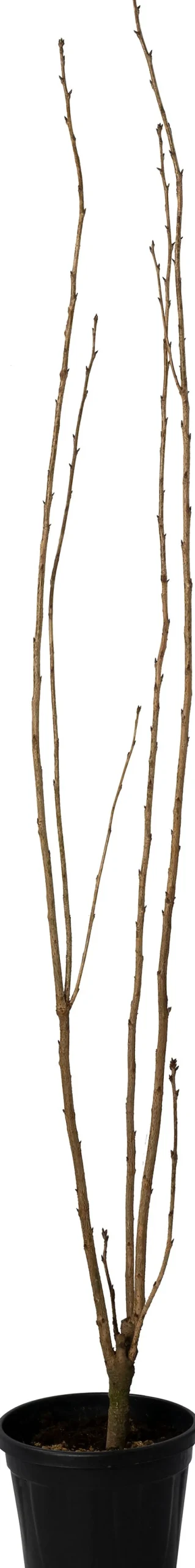 Japanische Blütenkirsche (Prunus serrulata 'Amanogawa')