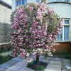 Japanische Blütenkirsche (Prunus serrulata 'Kiku-Shidare-Zakura') D 32 H 200 cm