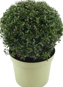 Japanische Stechpalme (Ilex crenata 'Glory Gem') D 23 H 28 cm