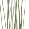 Japanischer Schachtelhalm (Equisetum japonicum) D 9 H 20 cm