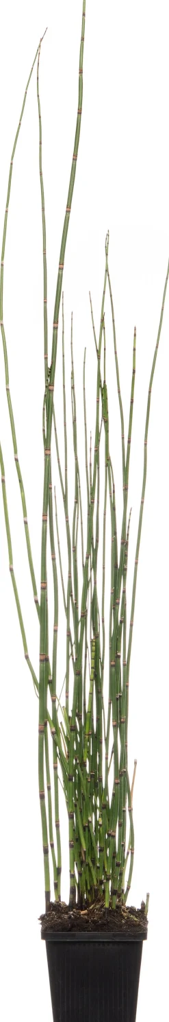 Japanischer Schachtelhalm (Equisetum japonicum) D 9 H 20 cm