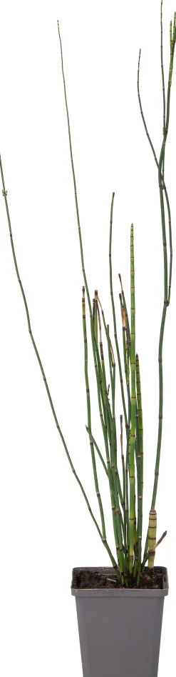 Japanischer Schachtelhalm (Equisetum japonicum) D 9 H 20 cm