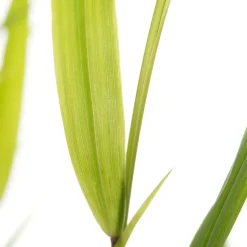 Japanisches Berggras (Hakonechloa macra) D 11 H 10 cm