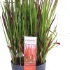 Japanisches Blutgras (Imperata cylindrica 'Red Baron') D 19 H 30 cm