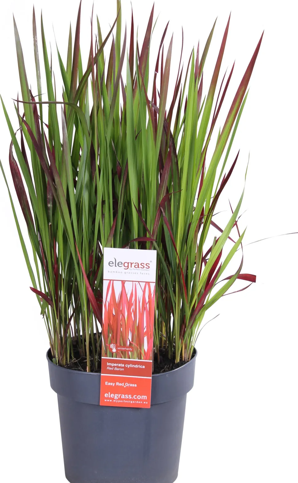 Japanisches Blutgras (Imperata cylindrica 'Red Baron') D 19 H 30 cm