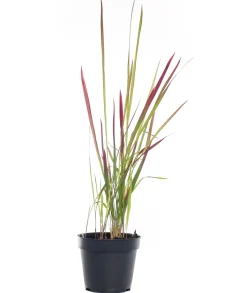 Japanisches Blutgras (Imperata cylindrica 'Red Baron') D 17 H 40 cm