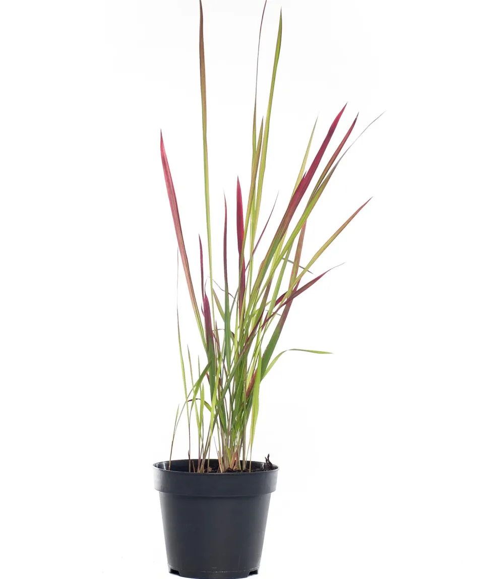 Japanisches Blutgras (Imperata cylindrica 'Red Baron') D 17 H 40 cm