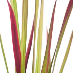 Japanisches Blutgras (Imperata cylindrica 'Red Baron') D 17 H 40 cm