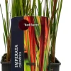 Japanisches Blutgras (Imperata cylindrica 'Red Baron') D 23 H 40 cm