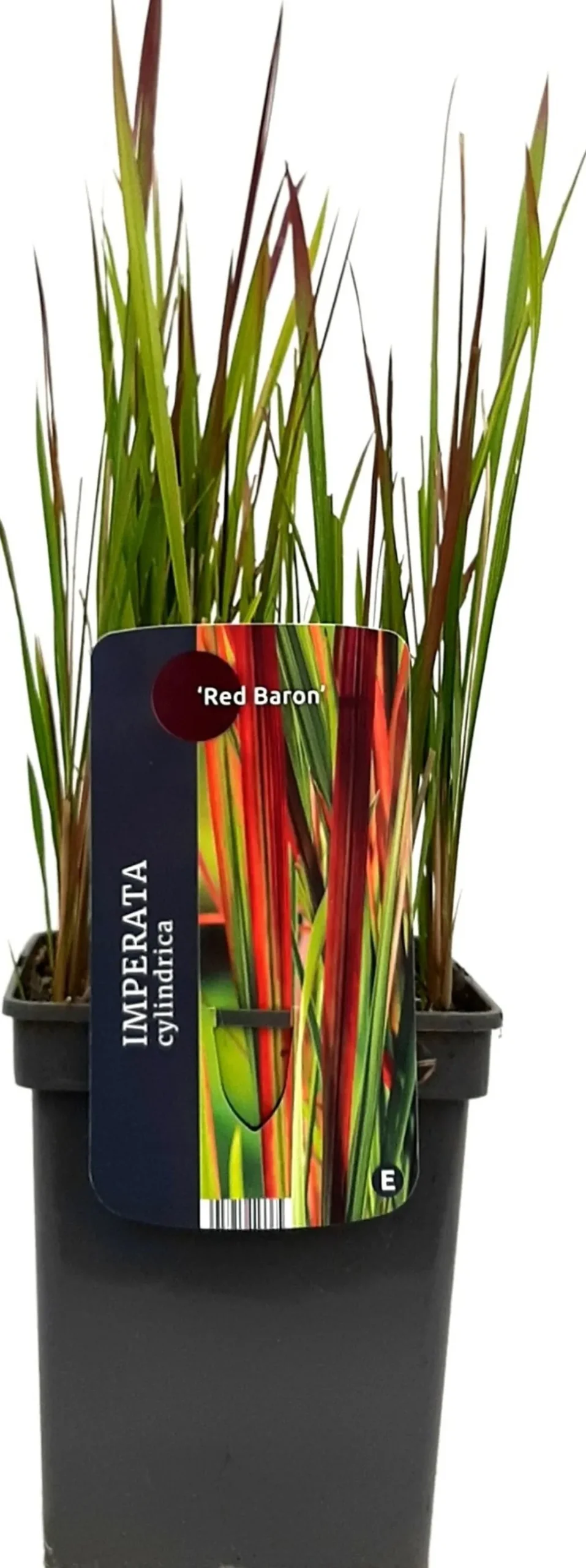 Japanisches Blutgras (Imperata cylindrica 'Red Baron') D 23 H 40 cm