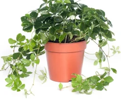 Jungfernrebe (Parthenocissus 'Striata') D 12 H 20 cm