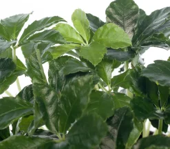 Jungfernrebe (Parthenocissus 'Striata') D 12 H 20 cm