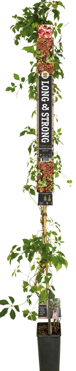 Jungfernrebe (Parthenocissus 'Engelmannii') D 23 H 210 cm