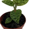 Juwelorchidee (Macodes petola 'Jewel Orchid') D 6 H 8 cm